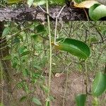 Smilax fluminensis Costuma