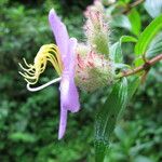 Osbeckia stellata