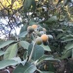 Solanum mauritianum Hedelmä