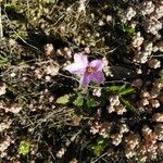 Erodium botrys Žiedas