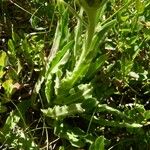 Hieracium berardianum Likasa