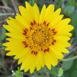 Coreopsis nuecensis Flor