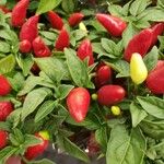 Capsicum annuum Frucht