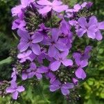 Hesperis matronalisBlomst