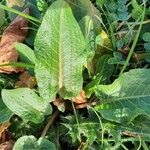 Rumex obtusifolius Fuelha