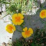 Eschscholzia californicaFlower