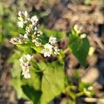 Fagopyrum esculentumFlower