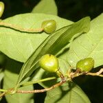 Rinorea hummelii Fruit