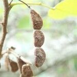 Dendrolobium umbellatum Fruit