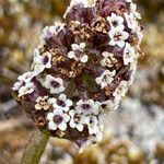 Valeriana globularis Virág