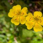 Potentilla grandiflora Flower