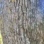 Acer platanoides Φλοιός