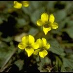 Viola purpurea Flower