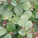 Atalantia buxifolia Hoja