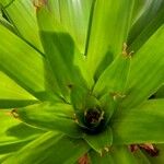 Guzmania plumieri Листок