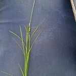 Carex alba 整株植物