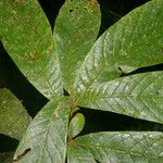 Meliosma brenesii Leaf