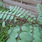 Robinia viscosa Leaf