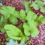 Arctium minusFeuille