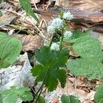 Sanicula europaeaFlower