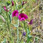 Lathyrus tingitanusFlower