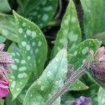 Pulmonaria longifolia 葉