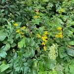 Doronicum austriacum ശീലം