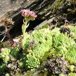 Sempervivum montanum 整株植物