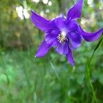 Aquilegia vulgarisFiore