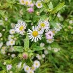 Erigeron speciosus Flower