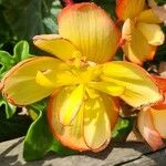 Begonia sutherlandii പുഷ്പം