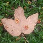 Jatropha gossypiifolia Leht