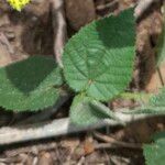 Sida cordata Frunză