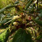 Rhododendron erosum Fruto