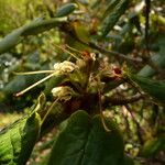 Rhododendron erosum Gyümölcs