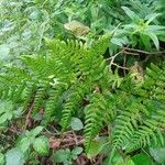 Dryopteris dilatataDeilen