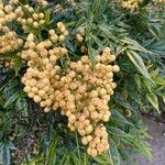 Nandina domestica Fruchs