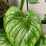 Philodendron mamei Folha