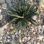 Echium asperrimum Leaf