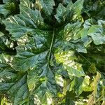 Acanthus mollis Leaf