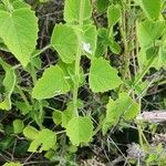 Orthosiphon rubicundus Leaf