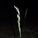 Poa nemoralis 果