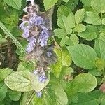 Ajuga reptansFlower