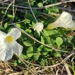 Oxalis incarnata Liść