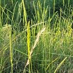 Elymus pungens Blüte