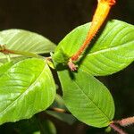 Cuphea appendiculata Flower