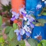 Rotheca myricoides फूल