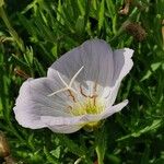 Oenothera speciosa Floare