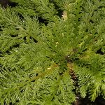 Selaginella pallescens Ліст