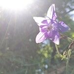 Aquilegia vulgarisफूल